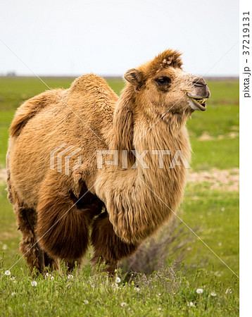 Portrait of camel on nature in spring 37219131