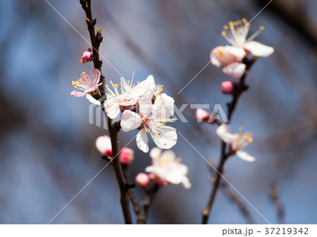 Beautiful flowers on apricot tree in spring 37219342