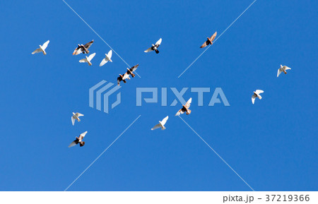 A flock of pigeons on a blue sky A flock of pigeons on a blue sky 37219366