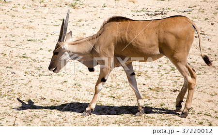 Antelope in the park 37220012