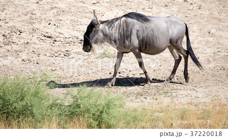 Wildebeest in the park Wildebeest in the park 37220018