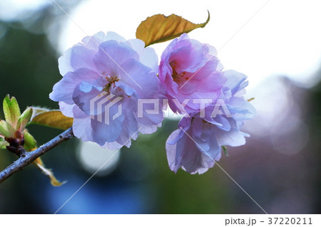 美しい楊貴妃桜 美しい楊貴妃桜 37220211