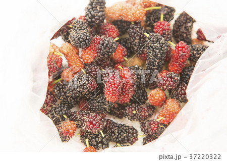 Mulberry on White Background .Berry Concept . Mulberry on White Background .Berry Concept . 37220322