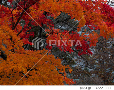 日本の原風景　美山かやぶきの里　京都北部にある美山かやぶきの里 37221111