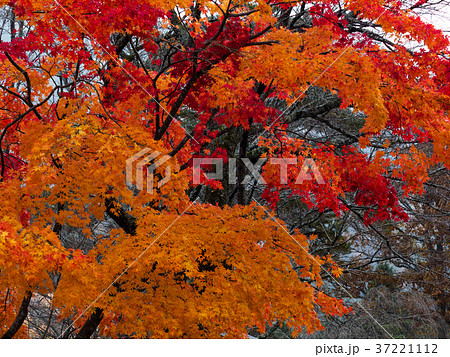 日本の原風景　美山かやぶきの里　京都北部にある美山かやぶきの里 37221112