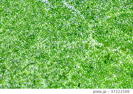 Leaf cells under microscope. 37222500