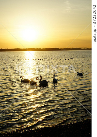 涸沼の夕景 37222642