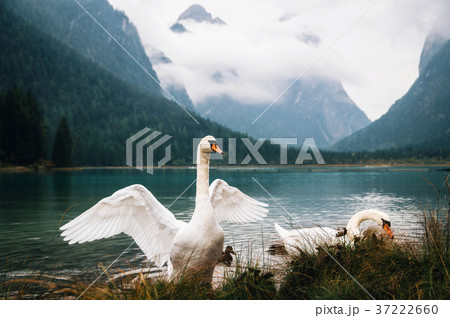 Swans on Dobbiaco Lake in Dolomites, Italy 37222660