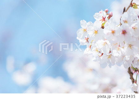 青空とサクラ 桜 さくら 染井吉野 ソメイヨシノ そめいよしの コピースペース 文字スペース 青空とサクラ 桜 さくら 染井吉野 ソメイヨシノ そめいよしの コピースペース 文字スペース 37223435