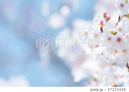青空とサクラ　桜　さくら　染井吉野　ソメイヨシノ　そめいよしの　コピースペース　文字スペース 37223436