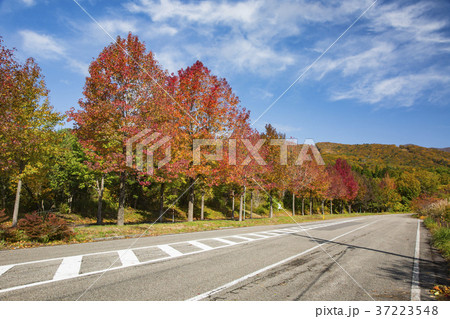 ゴールドライン 紅葉 ゴールドライン 紅葉 37223548