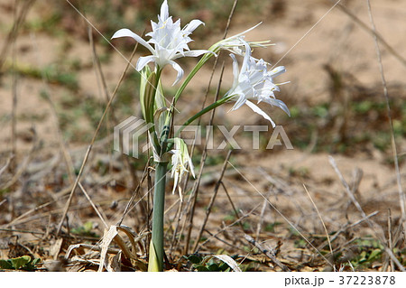 Pancratius marine Pancratius marine 37223878