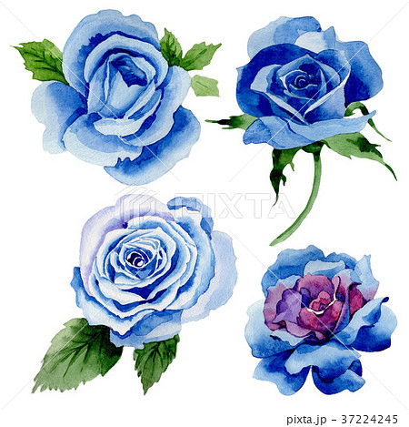 Wildflower Blue Rose Flower In A Watercolor Styleのイラスト素材