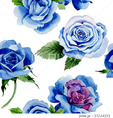 Wildflower Blue Rose Flower Pattern In Aのイラスト素材