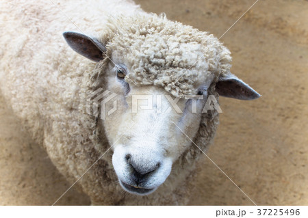 ひつじ の写真素材 [37225496] - PIXTA