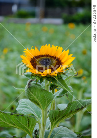 ひまわり 向日葵 ソレイユの丘 37225849