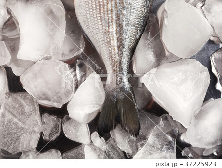 Fresh dorado on ice at black background Fresh dorado on ice at black background 37225923