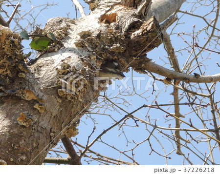 木から頭を出した鳥(春) 木から頭を出した鳥(春) 37226218