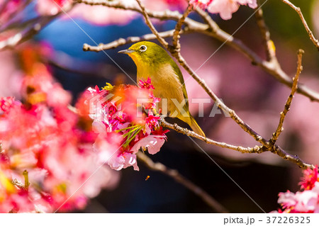 メジロ 寒桜 メジロ 寒桜 37226325