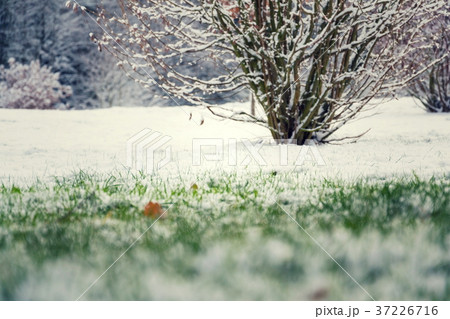 Green grass in snow, bush in background, spring 37226716