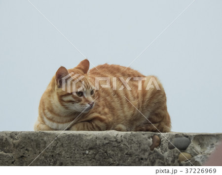 猫 ねこ ネコ 37226969