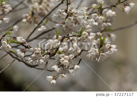 淡墨桜 37227117