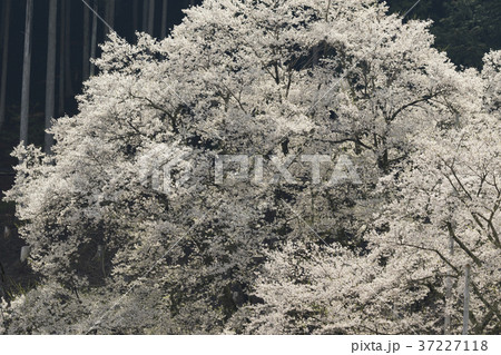 淡墨桜 37227118