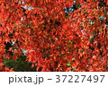 秋、紅葉、長瀞１ 37227497