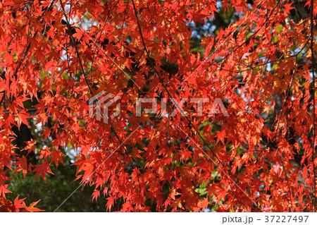 秋、紅葉、長瀞1 秋、紅葉、長瀞1 37227497