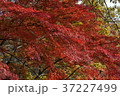 秋、紅葉、長瀞２ 37227499