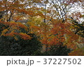 秋、紅葉、長瀞５ 37227502