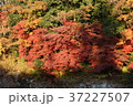 秋、紅葉、長瀞９ 37227507