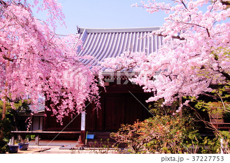 法金剛院(京都市 右京区) 待賢門院桜 法金剛院(京都市 右京区) 待賢門院桜 37227753
