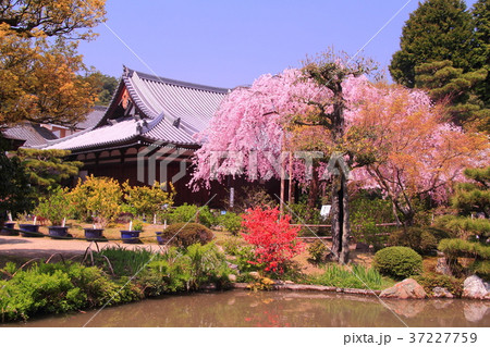 法金剛院(京都市 右京区) 待賢門院桜 法金剛院(京都市 右京区) 待賢門院桜 37227759