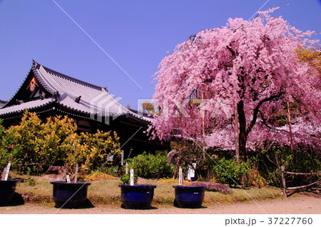 法金剛院(京都市 右京区) 待賢門院桜 法金剛院(京都市 右京区) 待賢門院桜 37227760