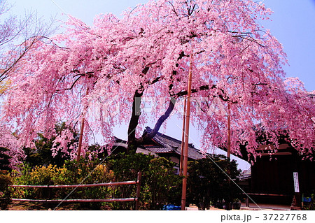 法金剛院（京都市　右京区） 待賢門院桜 37227768