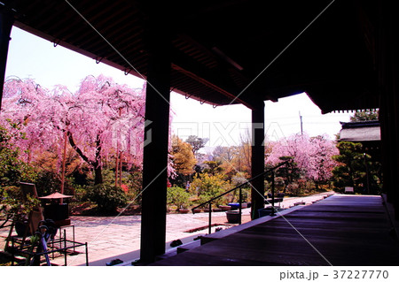 法金剛院(京都市 右京区) 待賢門院桜 法金剛院(京都市 右京区) 待賢門院桜 37227770