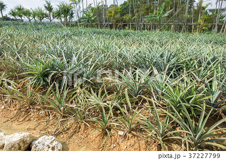 パイナップル畑 パイナップル畑 37227799
