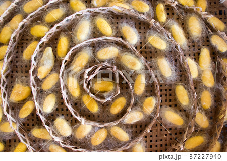 Closed up of group yellow cocoon of silk worm Closed up of group yellow cocoon of silk worm 37227940