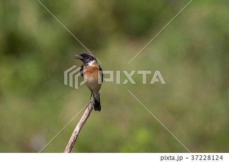 beautiful male Eastern Stonechat beautiful male Eastern Stonechat 37228124
