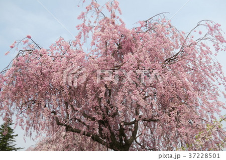 喜多方・日中線のしだれ桜 37228501