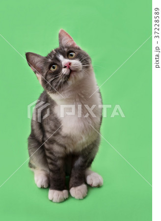 Beautiful two-tone color cat on green background Beautiful two-tone color cat on green background 37228589