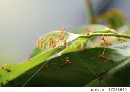Ants with green leaves 37228649