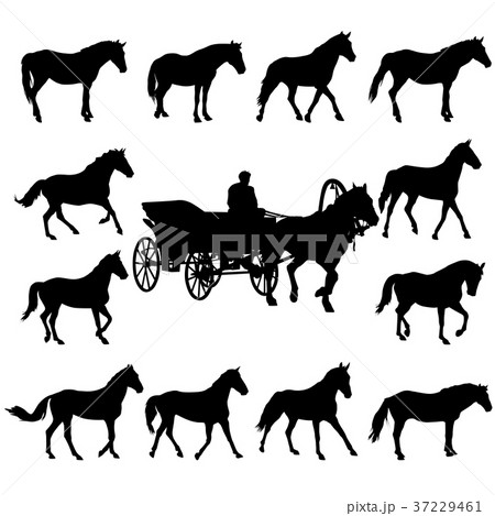 Illustration of horse silhouettes isolated white Illustration of horse silhouettes isolated white 37229461
