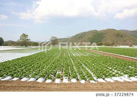 長野県八ヶ岳山麓、レタス生産が盛んな南牧村野辺山高原の農地で栽培されている高原レタスの畑 37229874