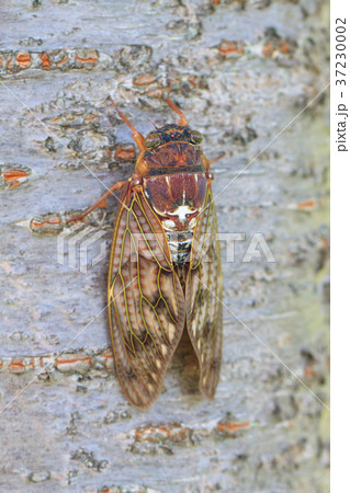 アブラゼミ 37230002