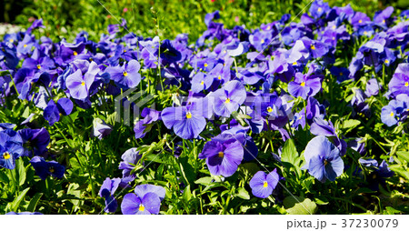 the flowers and garden the flowers and garden 37230079