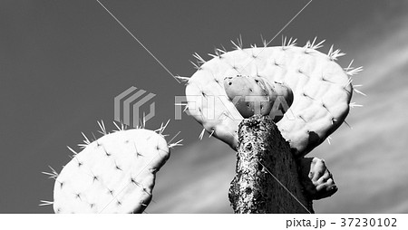 in south africa cloud sky and cactus 37230102