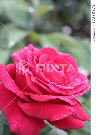 赤いバラ 37230375