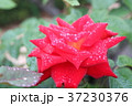 滴したたる赤いバラ 37230376